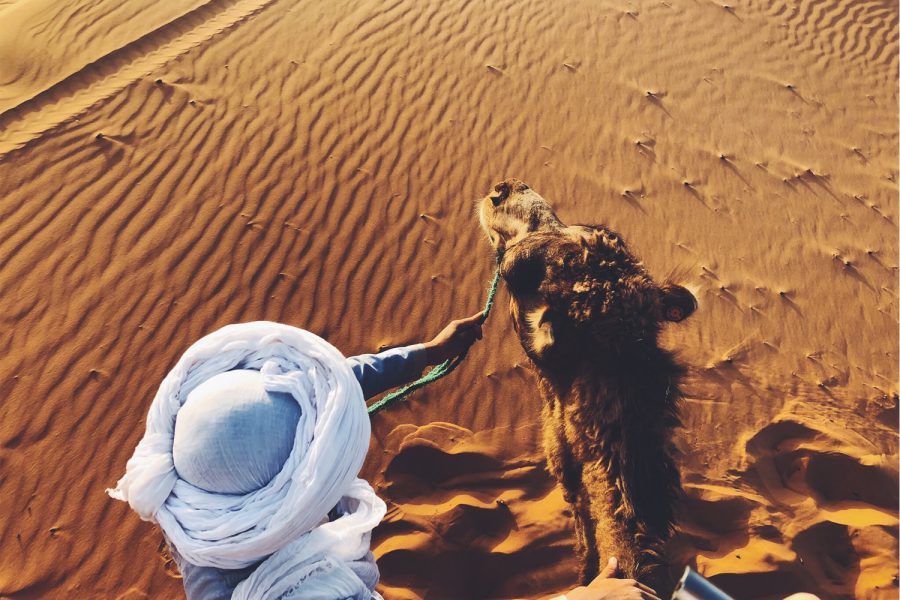 Morocco camel